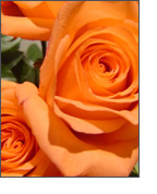Making sense of scents